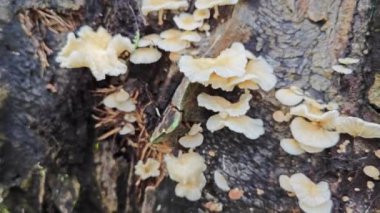 Çürüyen palmiye gövdesindeki bazı vahşi parazit mantarları..