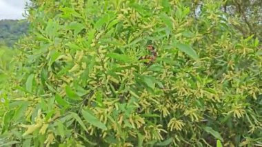 Uzun yeşil yapraklı akasya yaprağı ve açık sarı çiçek.. 