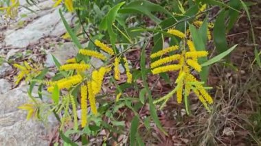 Uzun yeşil yapraklı akasya yaprağı ve açık sarı çiçek.. 