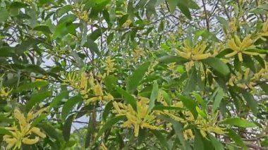 Uzun yeşil yapraklı akasya yaprağı ve açık sarı çiçek.. 