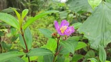 yabani melastoma malabathricum çiçekli ot bitkisi. 