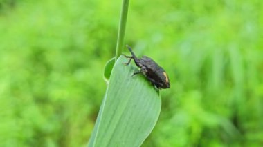 Yabani perillus splendidus böceği çimlerin üzerinde.