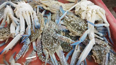 Pazarda satılan taze mavi deniz yengeci yığını.. 