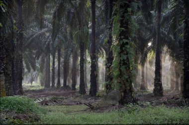 Sabahın erken saatlerinde palmiye yağı tarlasına güneş ışığı vuruyor..