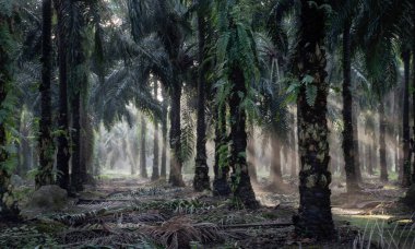 Sabahın erken saatlerinde palmiye yağı tarlasına güneş ışığı vuruyor..