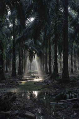 Sabahın erken saatlerinde palmiye yağı tarlasına güneş ışığı vuruyor..