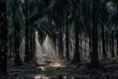 Sabahın erken saatlerinde palmiye yağı tarlasına güneş ışığı vuruyor..