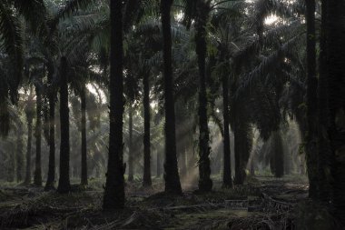 Sabahın erken saatlerinde palmiye yağı tarlasına güneş ışığı vuruyor..