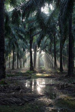 Sabahın erken saatlerinde palmiye yağı tarlasına güneş ışığı vuruyor..