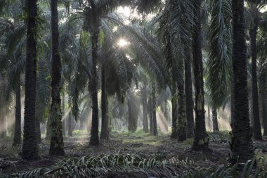 Sabahın erken saatlerinde palmiye yağı tarlasına güneş ışığı vuruyor..