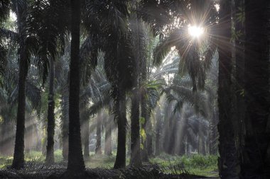 Sabahın erken saatlerinde palmiye yağı tarlasına güneş ışığı vuruyor..