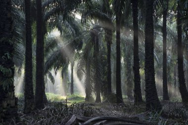 Sabahın erken saatlerinde palmiye yağı tarlasına güneş ışığı vuruyor..