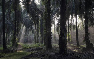 Sabahın erken saatlerinde palmiye yağı tarlasına güneş ışığı vuruyor..