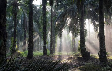 Sabahın erken saatlerinde palmiye yağı tarlasına güneş ışığı vuruyor..