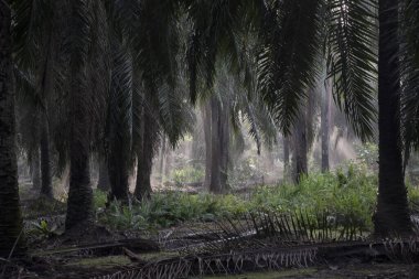 Sabahın erken saatlerinde palmiye yağı tarlasına güneş ışığı vuruyor..