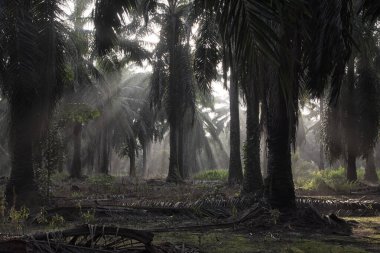 Sabahın erken saatlerinde palmiye yağı tarlasına güneş ışığı vuruyor..