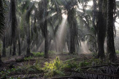 Sabahın erken saatlerinde palmiye yağı tarlasına güneş ışığı vuruyor..