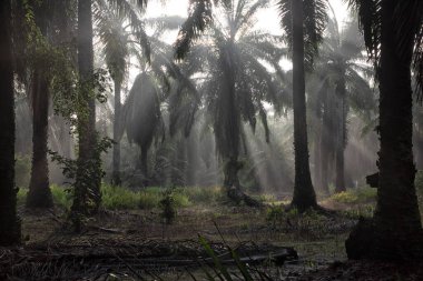 Sabahın erken saatlerinde palmiye yağı tarlasına güneş ışığı vuruyor..