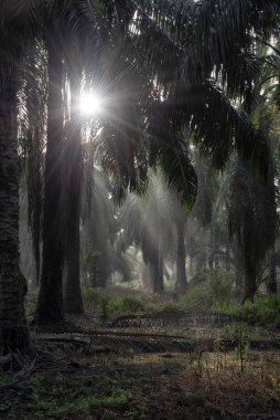 Sabahın erken saatlerinde palmiye yağı tarlasına güneş ışığı vuruyor..