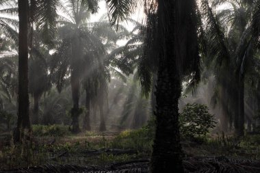 Sabahın erken saatlerinde palmiye yağı tarlasına güneş ışığı vuruyor..