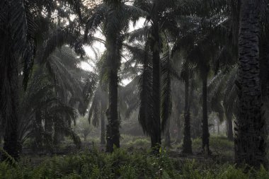 Sabahın erken saatlerinde palmiye yağı tarlasına güneş ışığı vuruyor..