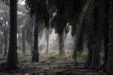 Sabahın erken saatlerinde palmiye yağı tarlasına güneş ışığı vuruyor..
