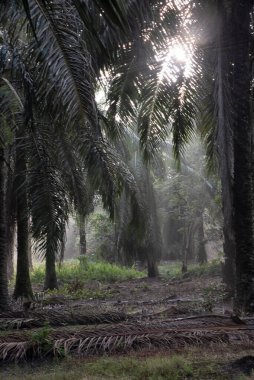Sabahın erken saatlerinde palmiye yağı tarlasına güneş ışığı vuruyor..