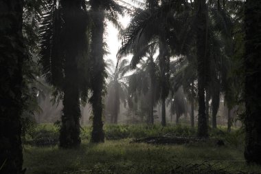 Sabahın erken saatlerinde palmiye yağı tarlasına güneş ışığı vuruyor..