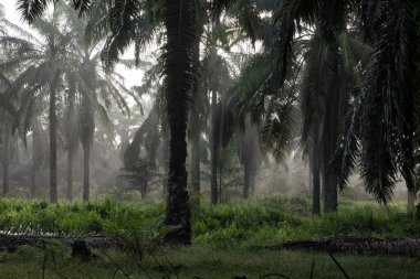 Sabahın erken saatlerinde palmiye yağı tarlasına güneş ışığı vuruyor..