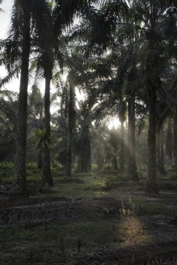 Sabahın erken saatlerinde palmiye yağı tarlasına güneş ışığı vuruyor..