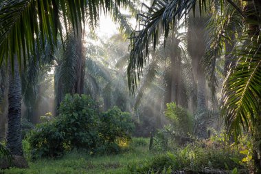 Sabahın erken saatlerinde palmiye yağı tarlasına güneş ışığı vuruyor..