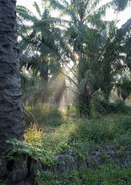 Sabahın erken saatlerinde palmiye yağı tarlasına güneş ışığı vuruyor..