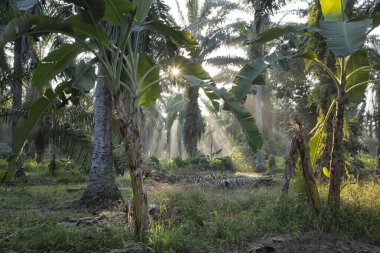 Sabahın erken saatlerinde palmiye yağı tarlasına güneş ışığı vuruyor..