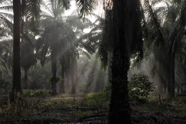 Sabahın erken saatlerinde palmiye yağı tarlasına güneş ışığı vuruyor..