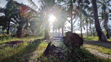 Sabahın erken saatlerinde palmiye yağı tarlasına güneş ışığı vuruyor..