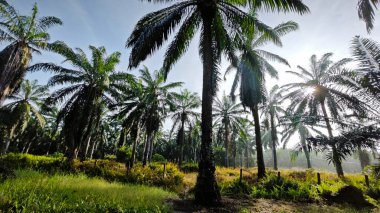 Sabahın erken saatlerinde palmiye yağı tarlasına güneş ışığı vuruyor..