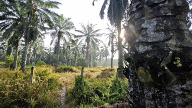 Sabahın erken saatlerinde palmiye yağı tarlasına güneş ışığı vuruyor..
