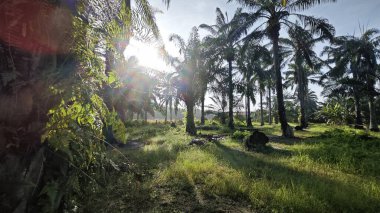 Sabahın erken saatlerinde palmiye yağı tarlasına güneş ışığı vuruyor..