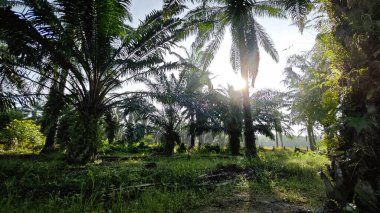 Sabahın erken saatlerinde palmiye yağı tarlasına güneş ışığı vuruyor..