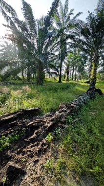 Sabahın erken saatlerinde palmiye yağı tarlasına güneş ışığı vuruyor..