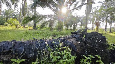 Sabahın erken saatlerinde palmiye yağı tarlasına güneş ışığı vuruyor..