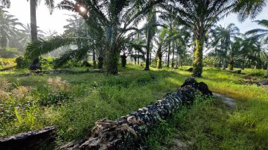 Sabahın erken saatlerinde palmiye yağı tarlasına güneş ışığı vuruyor..