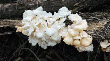 Çürüyen palmiye gövdesinden çıkan vahşi parazit mantarları..