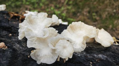 Çürüyen palmiye gövdesinden çıkan vahşi parazit mantarları..