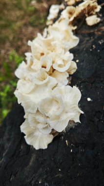 Çürüyen palmiye gövdesinden çıkan vahşi parazit mantarları..