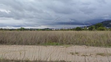 Bulutlu bir gün gökyüzü ile yabani, uzun çimen tarlası manzarası. 