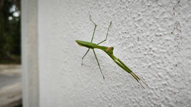 Peygamber devesi dini beyaz beton duvara tırmanıyor..