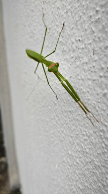 Peygamber devesi dini beyaz beton duvara tırmanıyor..