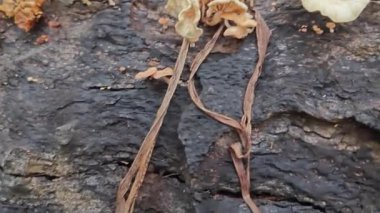 Çürüyen palmiye gövdesinden çıkan vahşi parazit mantarları..