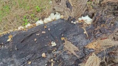 Çürüyen palmiye gövdesinden çıkan vahşi parazit mantarları..